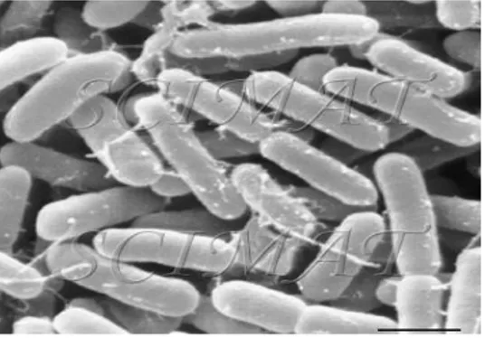 Gambar  1    Enterobacter  sakazakii  dengan  ukuran  bar  1  µm  (Sumber  :  Anonim  2004a) 