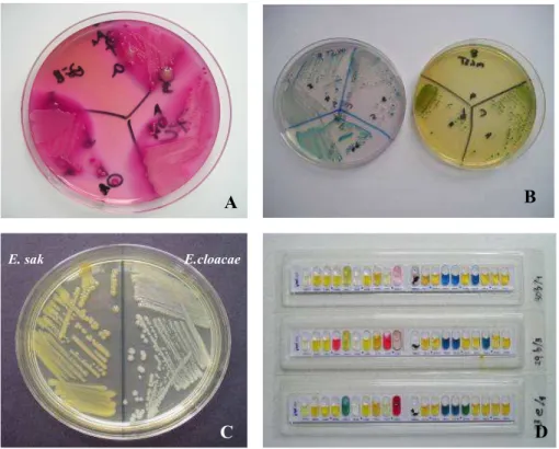 Gambar  2      Isolasi  dan  identifikasi  E.  sakazakii;  A:  Media  VRBG,  B:  Media  ESIA  (hijau)  dan  DFI  (kuning),  C:  Media  Caso  Agar,  D:  Sistem  API20E Biomereux’ (Sumber : Estuningsih et al