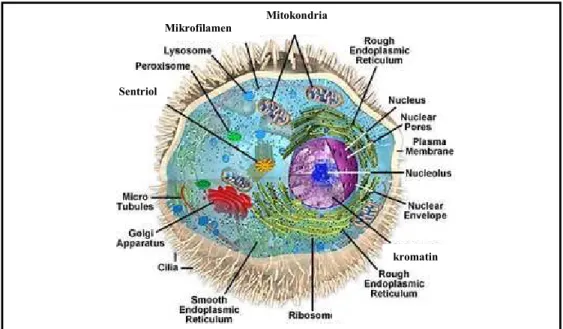 Gambar 3  Gambaran skematis anatomi sel hewan (Sumber : Anonim  2008a)  Pada  membran  sel  juga  ditemukan  banyak  molekul  biologik,  protein  primer  dan  lemak  (lipid)  yang  berperan  dalam  cell  signaling  (memungkinkan 