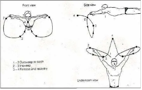 Gambar 2. Gerakan lengan gaya dada 