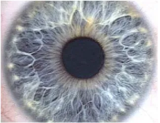 Gambar 2.1. Iris dan pupil mata 