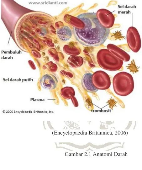Gambar 2.1 Anatomi Darah 