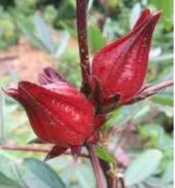 Gambar 1. Bunga rosella (Kiat, 2011) 