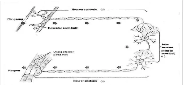 Gambar 1: Tiga jenis Neuron.(a) Neuron motoris  (b) Neuron sensoris  (c) Neuron asosiasi 