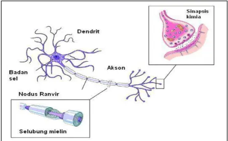 Gambar 3.  Sinapsis pada sel saraf manusia  