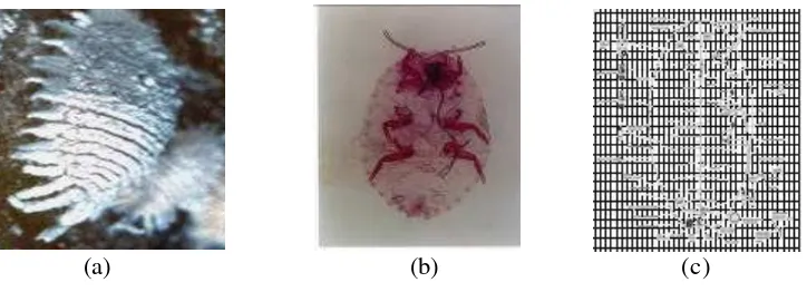 Gambar 1     Dysmicoccus spp  (a) Kutu putih betina dewasa (b) Preparat mikroskopik tubuh kutu putih betina dewasa dan (c) Diagram tubuh kutu putih betina dewasa menurut Williams &  Watson (1988) 
