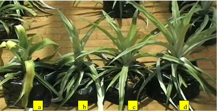Gambar 4  Kondisi tanaman uji yang: diinokulasi PMWaV dan diinfestasi kutu putih (a), diinokulasi PMWaV namun tidak diinfestasi dengan kutu putih (b), diinfestasi kutu putih tanpa diinokulasi PMWaV (c), tidak diinokulasi PMWaV dan tidak diinfestasi kutu pu