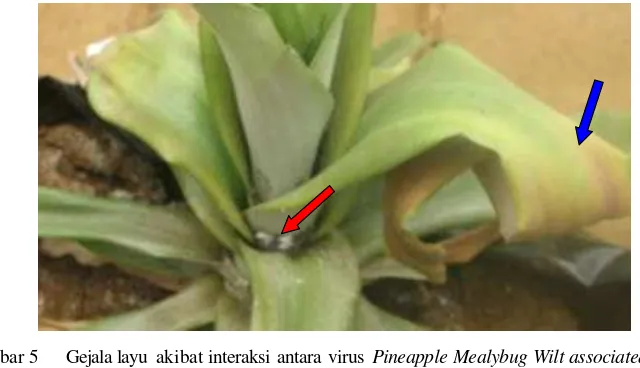 Gambar 5     Gejala layu akibat interaksi antara virus Pineapple Mealybug Wilt associated Virus 2 