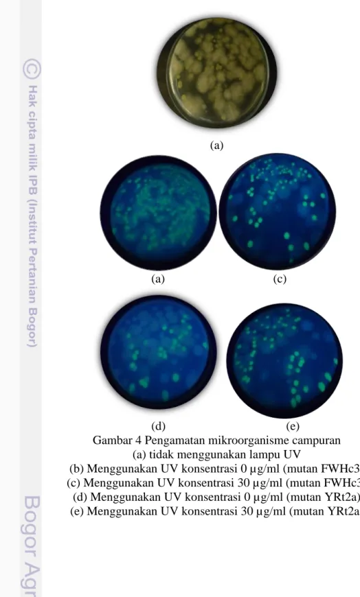 Gambar 4 Pengamatan mikroorganisme campuran  (a) tidak menggunakan lampu UV 