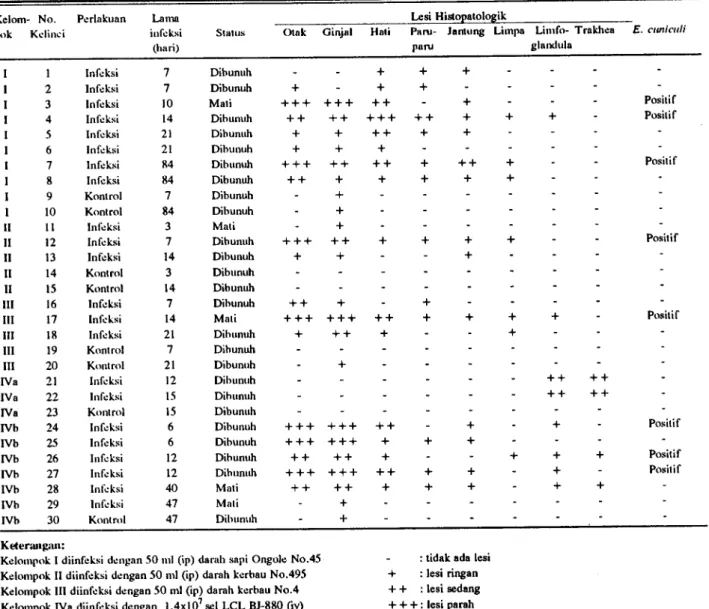Tabel 1 . Protokoi nekropsi dan kelainan hislopalologik pada kelinci yang dilulari dengan agen penyehah MCF
