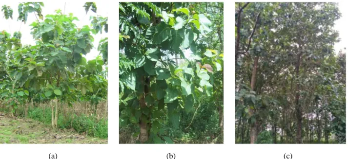 Gambar 4 . Pohon Jati (Tectona grandis)  pada unit lahan V di Arboretum USU: (a). Kondisi Tanaman Jati  pada  Tahun    2008  (Foto:  Rauf,  2009),  (b)