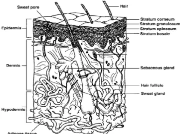 Gambar 1. Penampang kulit (Grraff dkk., 2001) 