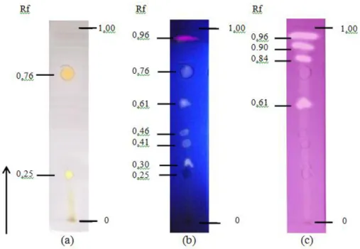 Gambar 1.  Hasil Kromatogram Fraksi Kloroform Kulit Buah Naga Merah Menggunakan Fase  Diam  Silika  Gel  60  F 254  dan Fase  Gerak  Kloroform  :  Metanol  (1,9  :  0,1)