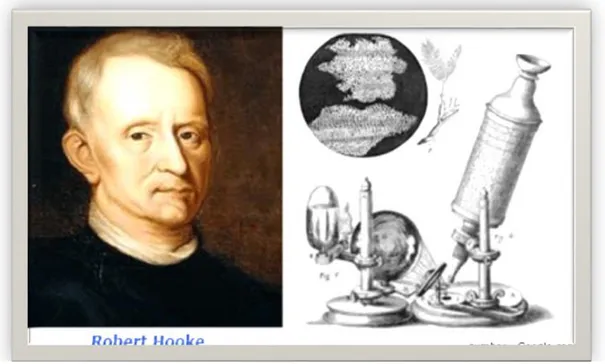 Gambar 6.3. Robert Hooke dan Hasil Pengamatannya 