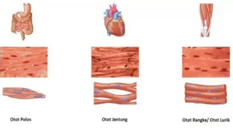 Gambar 6.9. Jaringan Otot 