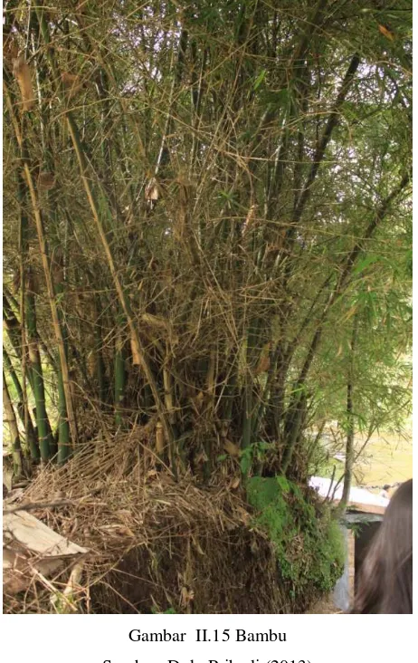 Gambar  II.15 Bambu 