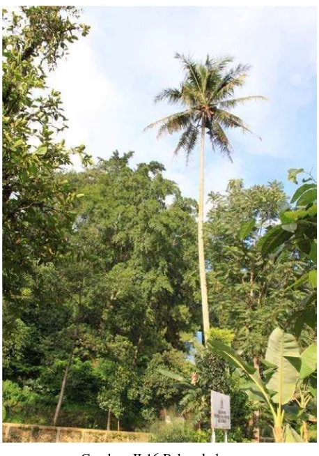 Gambar  II.16 Pohon kelapa 