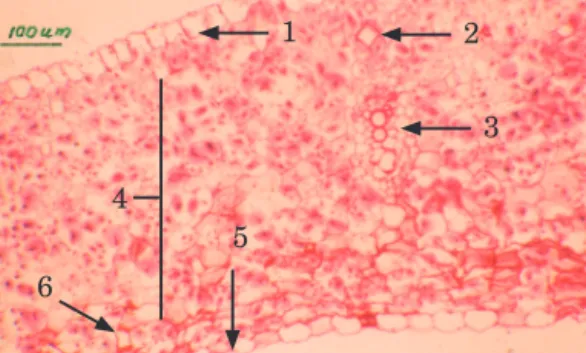 Gambar 1.  Penampang lintang bulbus (umbi lapis) Eleutherine  americana. Keterangan 1: epidermis atas, 2: kristal stiloid,  3: berkas pengangkut, 4: jaringan parenkim, 5: epidermis bawah,  6: Krista stiloid