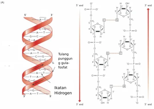 Gambar 2.3 Struktur dsDNA yang dibentuk dari gula deoksiribosa, gugus fosfat dan basa nitrogen (adenin, timin, guanin, dan sitosin) (Brown, 2002).