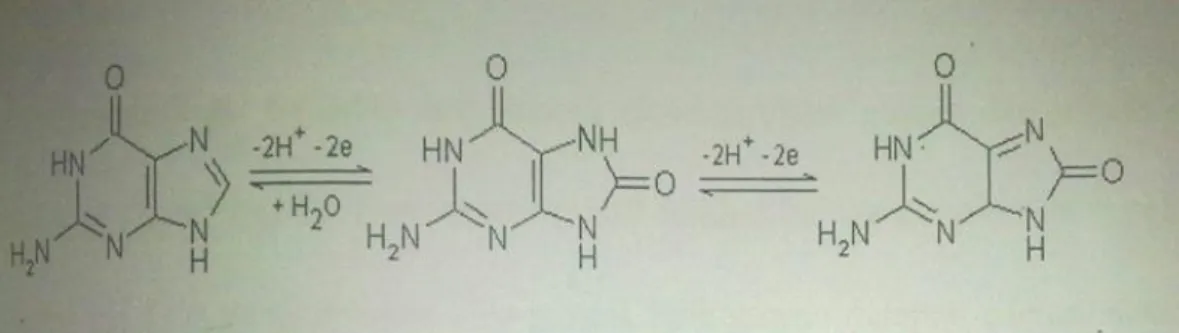 Gambar 2.4 Proses oksidasi basa guanin (Erdem et al., 2004). Sedangkan pada (Gambar 2.5) menunjukkan proses oksidasi dari basa adenin mengikuti  reaksi berikut,