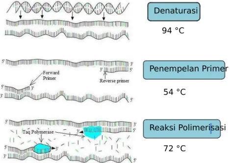 Gambar 2.6 Skema siklus PCR yang terdiri dari tiga tahap reaksi: (1) DNA templat   didenaturasi,   (2)   penempelan   primer   terhadap   daerah spesifik pada templat  single strand,  dan (3) perpanjangan primer oleh DNA polimerase (Bianchi, 2010).