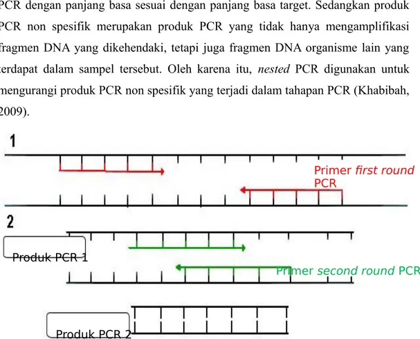 Gambar 2.7 Skema siklus nested PCR yang terdiri dari dua tahap reaksi PCR  (Reekie, 2005).