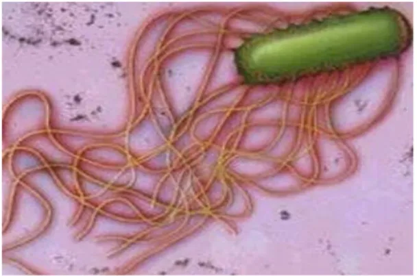 Gambar 2.1 Bakteri Salmonella typhi (Anitei, 2006).