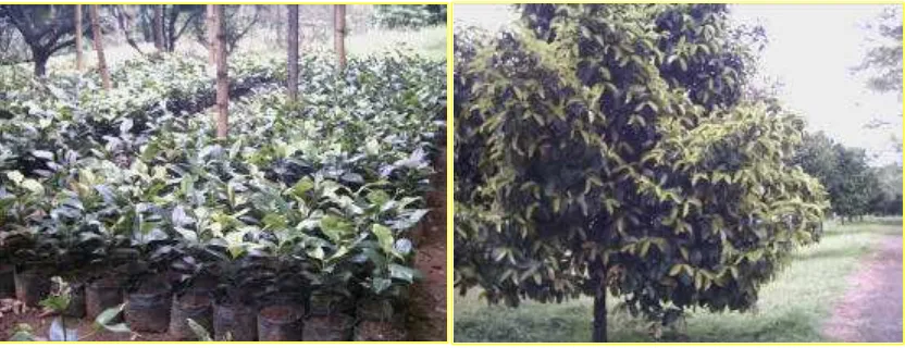 Gambar 5  Batang bawah siap sambung umur 2 tahun (kiri) dan pohon induk (kanan) sebagai sumber entris