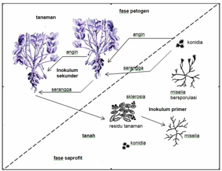 Gambar 1. Biologi dan ekologi A. flavus pada tanaman kacang tanah sebagai saprofit   dan patogen (Abbas et al