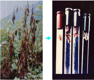 Gambar 1. Tanaman kultivar Atlantic  yang mati (kiri), dan potongan batang tanaman kentang di dalam tabung reaksi yang diambil dari Kebun Percobaan IPB Pasir Sarongge, Cipanas Cianjur