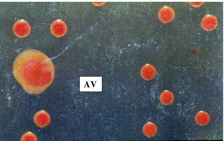Gambar 4. Koloni bakteri R. Solanacearum tidak virulen yang ditumbuhkan pada media TZC (Triphenyltetrazolium Chloride)  