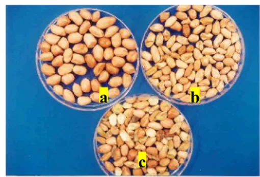 Gambar 7  Biji utuh (a), biji keriput (b), dan               biji rusak (c) pada biji kacang                      tanah mentah