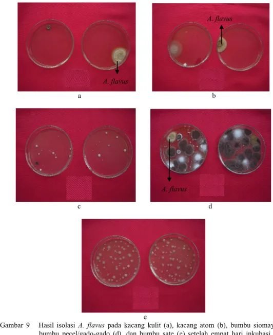 Gambar  9 Hasil  isolasi  A.  flavus pada  kacang  kulit  (a),  kacang  atom  (b),  bumbu siomay  (c),  bumbu  pecel/gado-gado  (d), dan  bumbu  sate  (e)  setelah  empat  hari  inkubasi  pada  suhu ruang (+ 28°C)