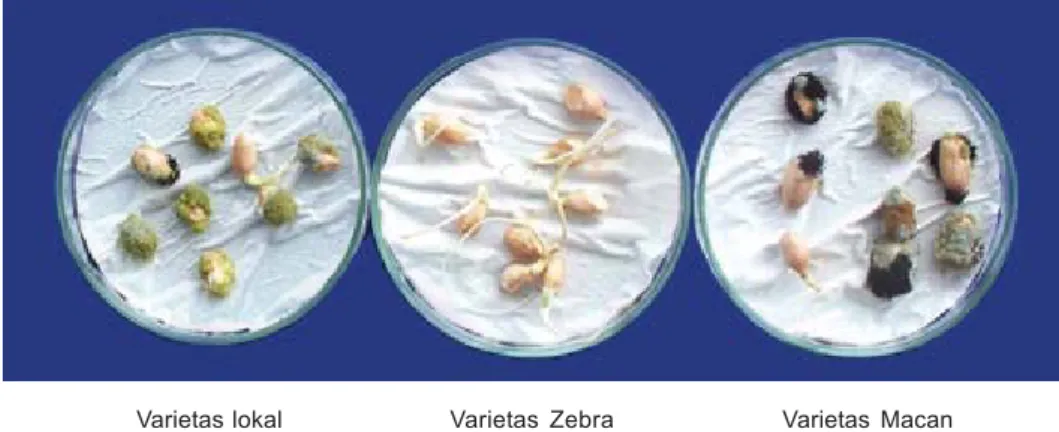 Gambar 1. Koloni  Aspergillus flavus (kehijauan), A. niger (hitam), dan Penicillium sp