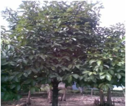 Gambar 1. Tanaman manggis (G mangostana)  