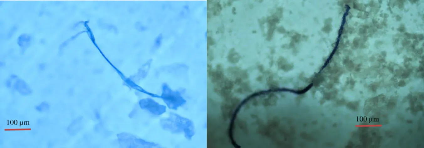 Figure 2. Fiber type of microplastic found in the fish samples. 