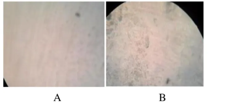 Gambar 4. Uji homogenitas sediaan krim menggunakan mikroskop (40x)  Keterangan:  (A) sediaan krim formula A, (B) sediaan krim formula B