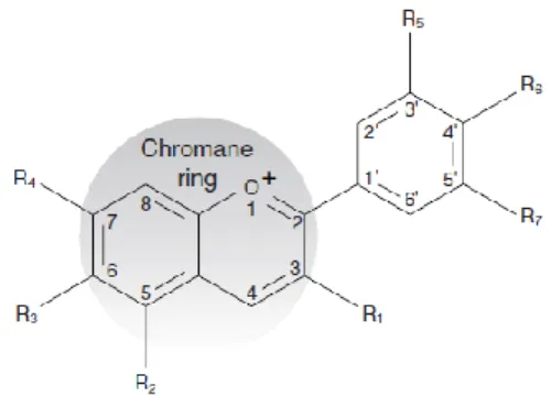 Gambar 2. Struktur dasar antosianin (Delgado-Vargas &amp; Paredes-Lopez, 2003)  Keterangan : Rx dapat berupa H, OH atau OCH 3 