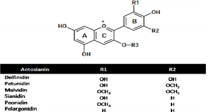 Gambar 2. Rumus struktur antosianin (Mateus &amp; de Freitas, 2009 cit. Andarwulan &amp; Faradilla, 2012)