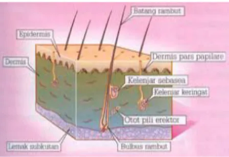 Gambar 5. Struktur kulit (Wasitatmadja, 1997)