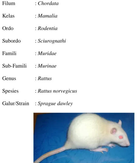Gambar 3. Tikus Putih(Rattus norvegicus) Galur Sprague Dawley 