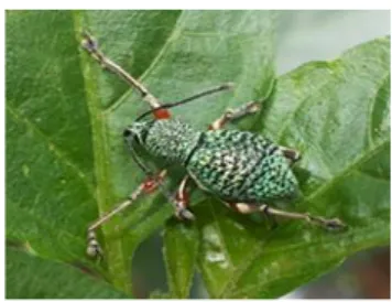 Gambar 7. Famili Curculionidae   Famili Staphylinidae 