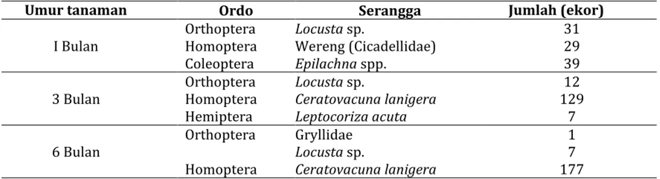 Tabel 3.   Berbagai  Jenis  Serangga  Fitofag  pada  Pengamatan  Langsung  pada  Berbagai  Umur      Tanaman  Tebu