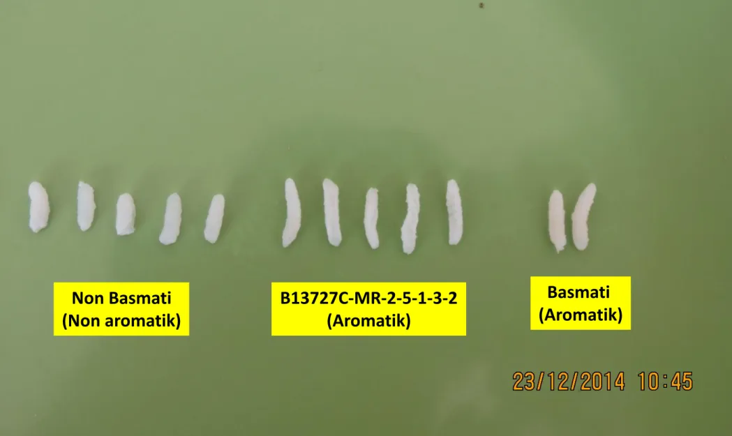 Fig. 1. Cooked rice of Non Basmati, Basmati derived line and Basmati  Non Basmati (Non aromatik) Basmati  (Aromatik) B13727C-MR-2-5-1-3-2 (Aromatik) 