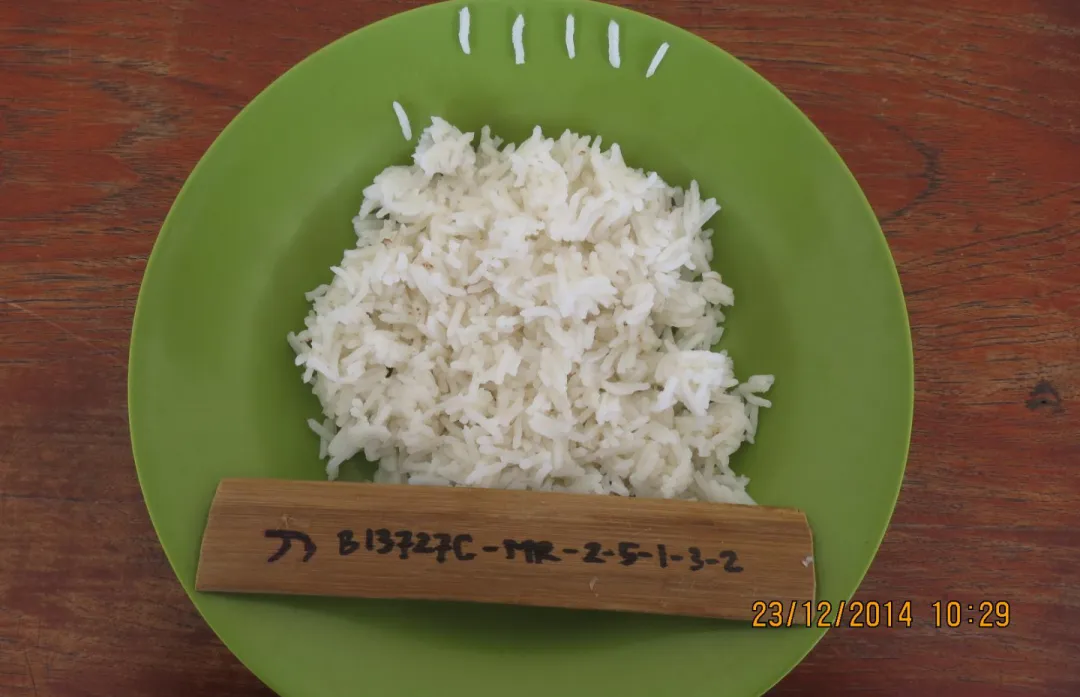 Fig. 1. Cooked rice of a Basmati derived line 