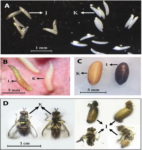 Gambar 1.  Perubahan morfologi lalat buah B. carambolae setelah perlakuan iradiasi. A = telur, B = larva instar 3, C = pupa, D = imago, I = perlakuan iradiasi, K = perlakuan kontrol (tanpa iradiasi)