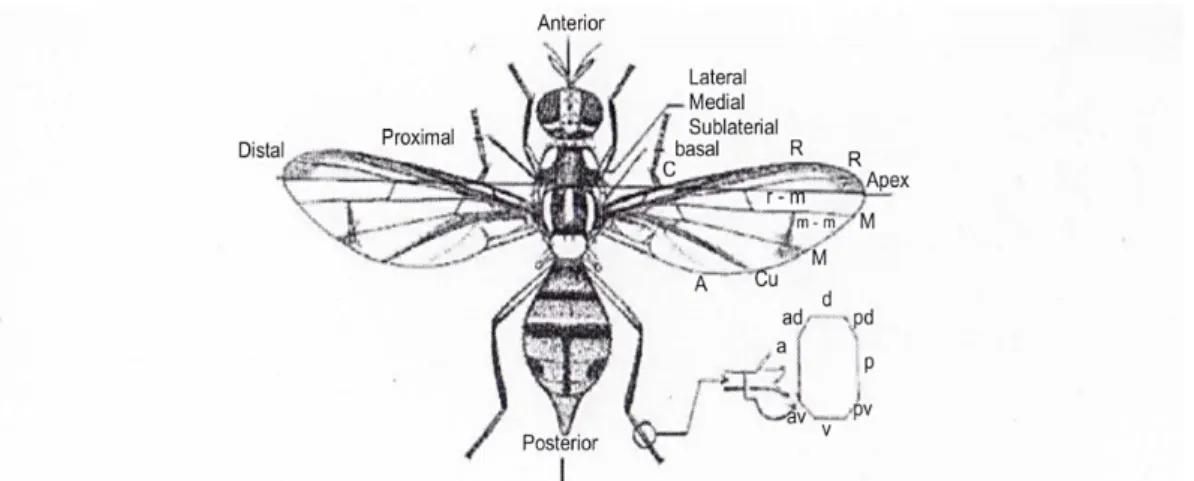 Gambar 2B.2.3 Ciri sisi vertikal morfologi luar lalat buah dan beberapa  terminologi penting