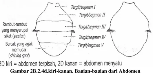 Gambar 2B.2.4d,kiri-kanan. Bagian-bagian dari Abdomen  Sumber: White dan Hancock (1997a); Siwi et