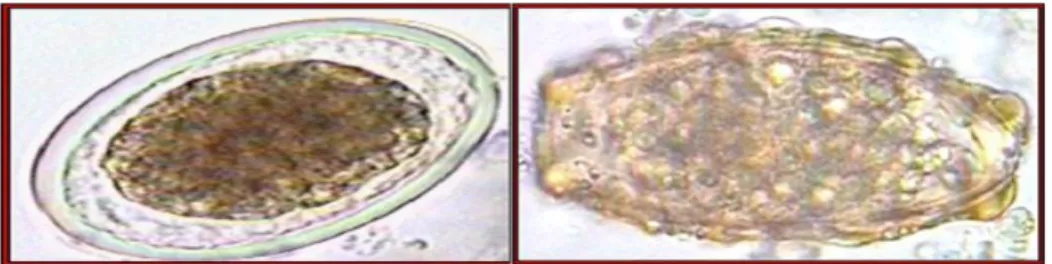 Gambar 2.2 : Telur Ascaris Lumbricoides Yang Dibuahi  (Sumber : Soedarto, 2008). 