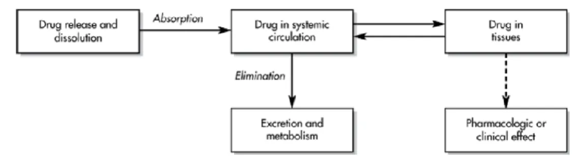 Gambar 1. Proses Absorpsi, Distribusi, Metabolisme, dan Ekskresi (ADME) (Shargel et al.,  2005) 